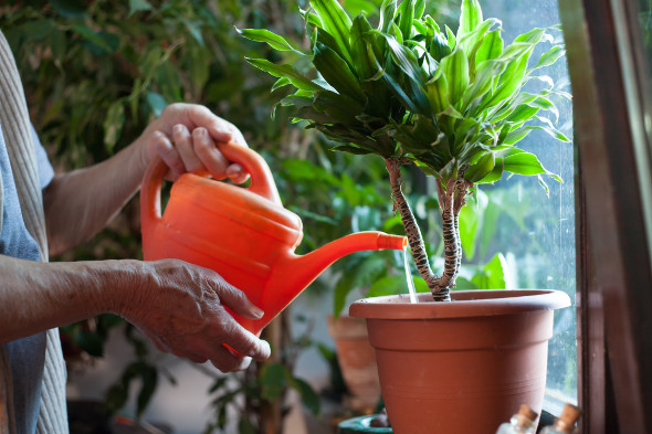 Growtonia.com