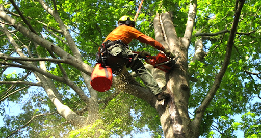 Cheap Tree Tree Removal